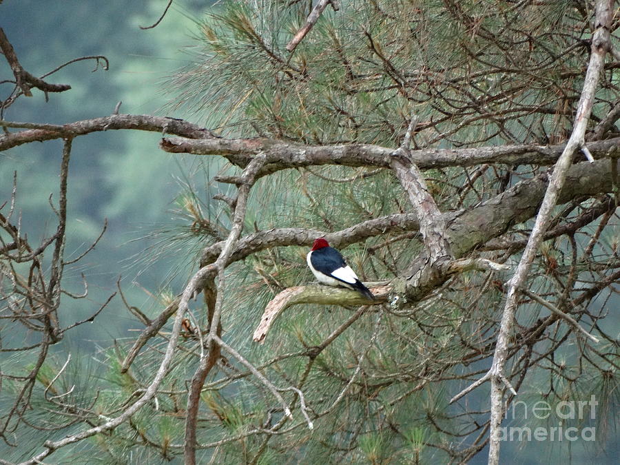 Woodpecker Photograph by Joseph Baril