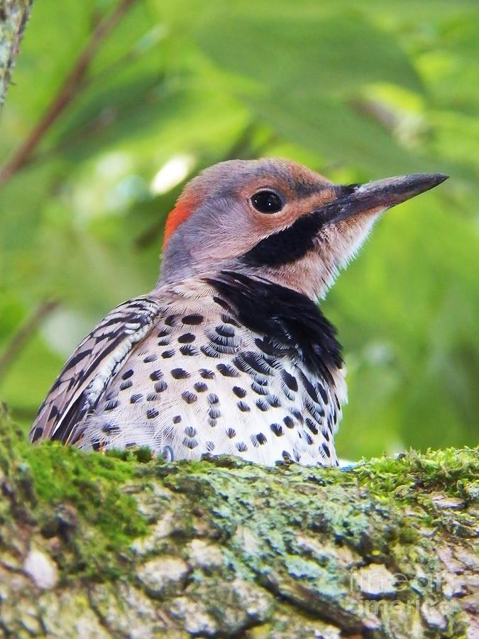 Woodpecker Photograph by Judy Via-Wolff