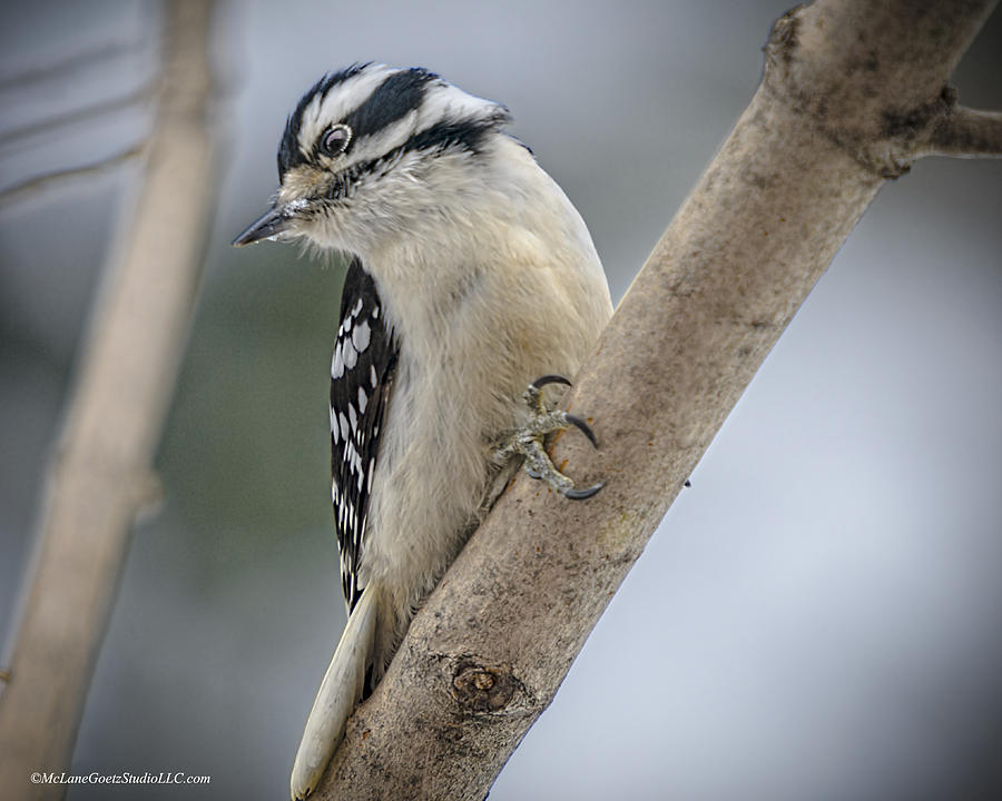 Animal Photograph - Woodpecker by LeeAnn McLaneGoetz McLaneGoetzStudioLLCcom