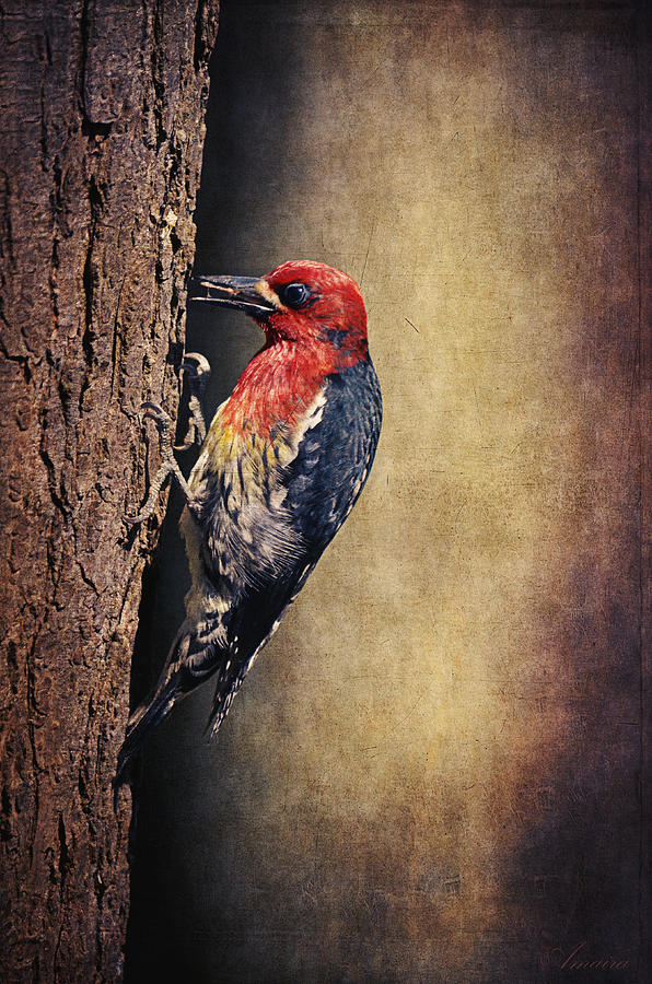 Woodpecker Photograph - Woodpecker by Maria Angelica Maira