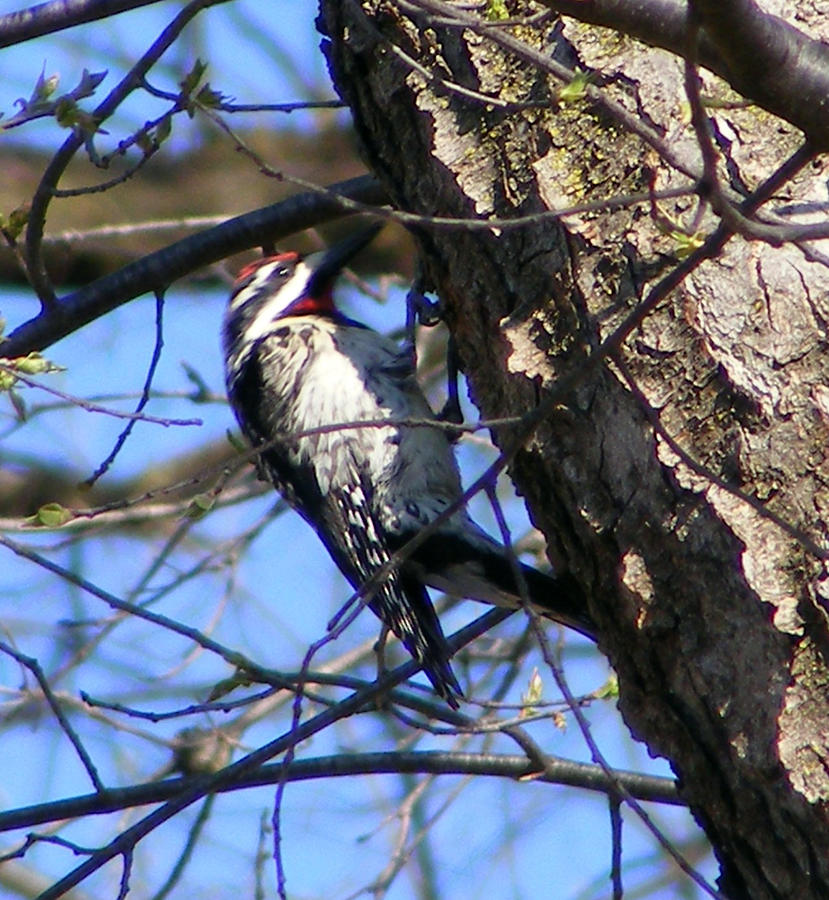 Woodpecker Photograph by Michelle Hoffmann