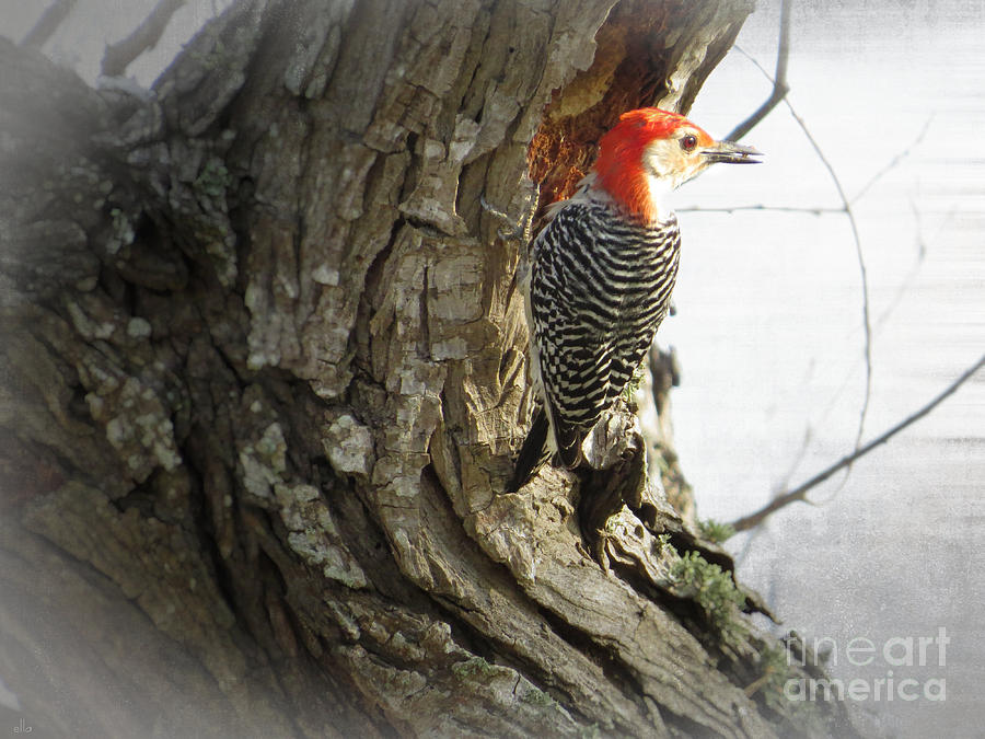 Woodpecker - Natural Red Head Photograph by Ella Kaye Dickey
