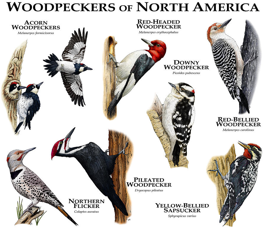 Wildlife Photograph - Woodpecker Of North America by Roger Hall