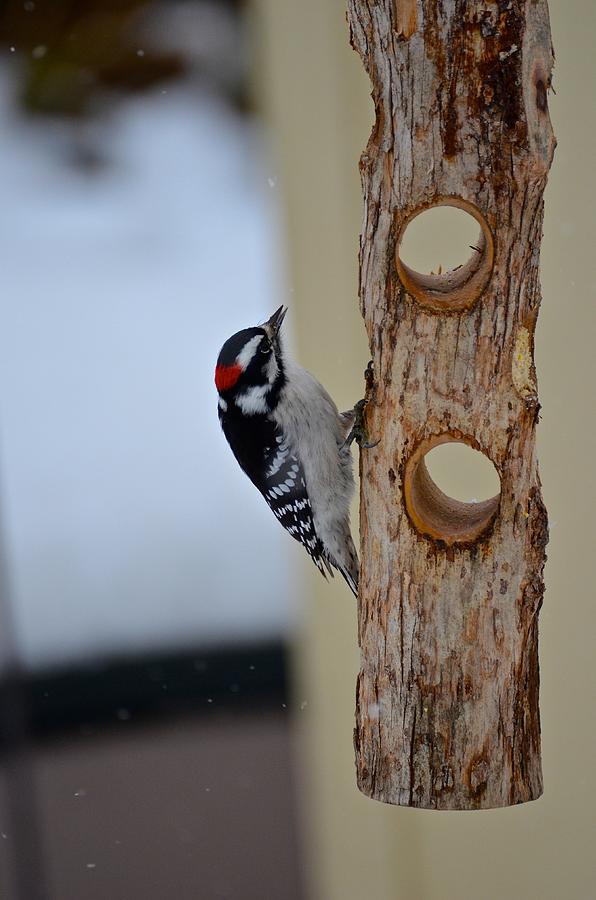 Woodpecker on Suet Log Photograph by Ken Serfass Fine Art America