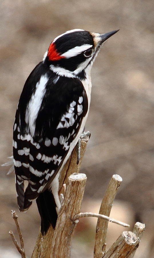 Nature Photograph - Woodpecker Portrait by David Rosenthal