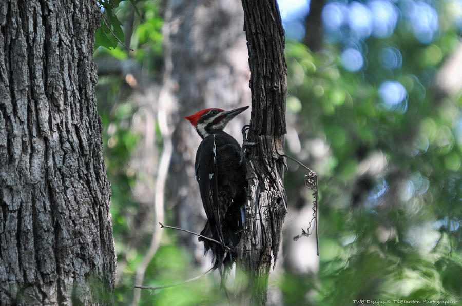 Woodpecker Photograph by Teresa Blanton