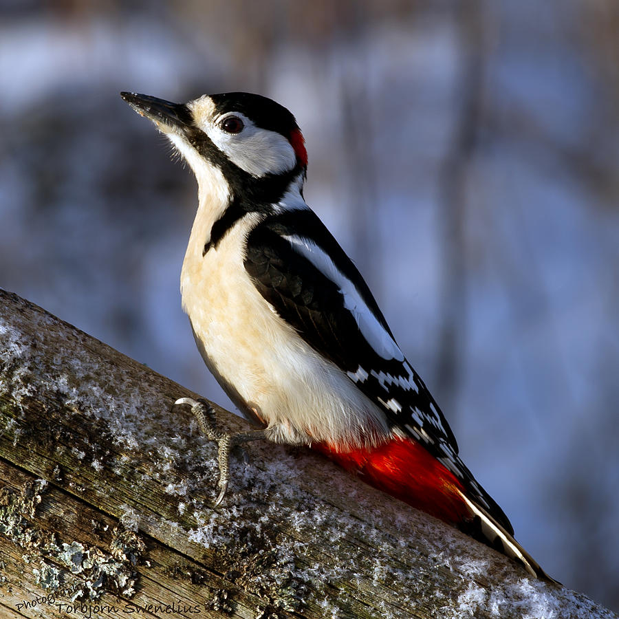 Woodpecker Photograph by Torbjorn Swenelius