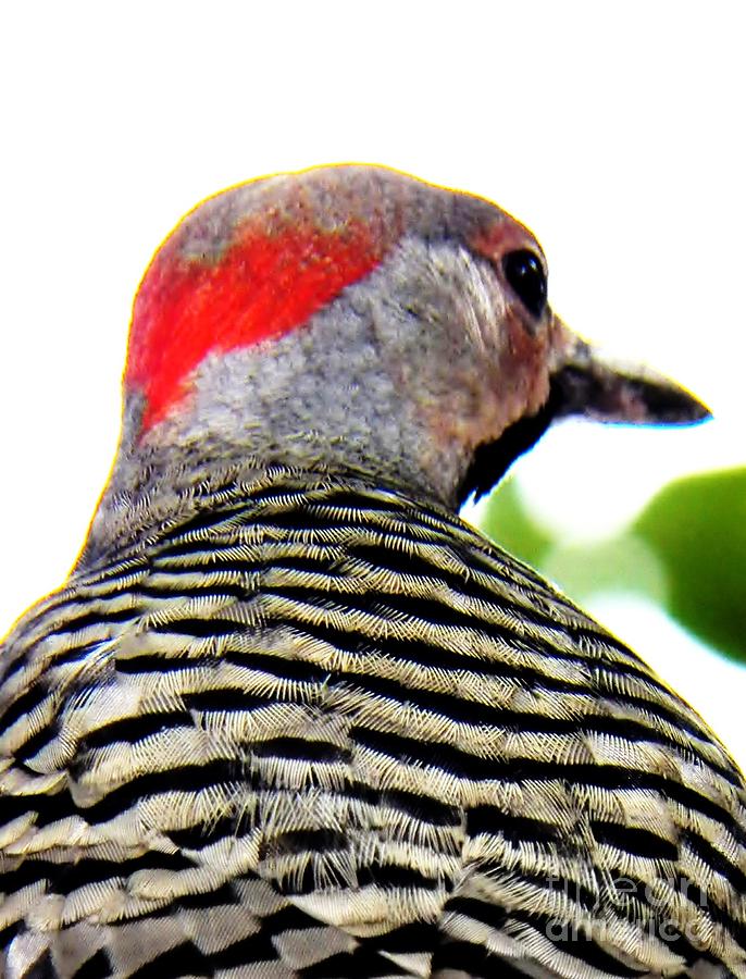 Woodpecker with a Red Heart Photograph by Judy Via-Wolff