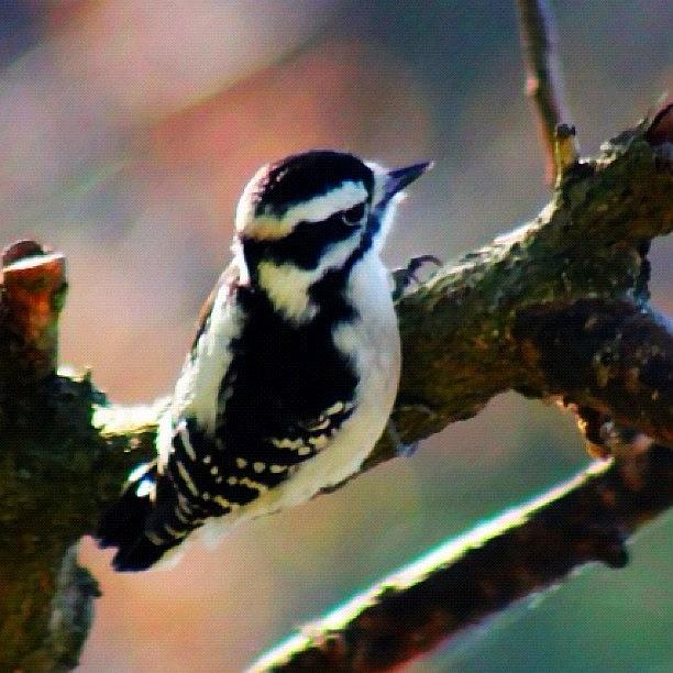 Wildlife Photograph - Woodpecker #woodpecker #bird #wildlife by Lisa Thomas