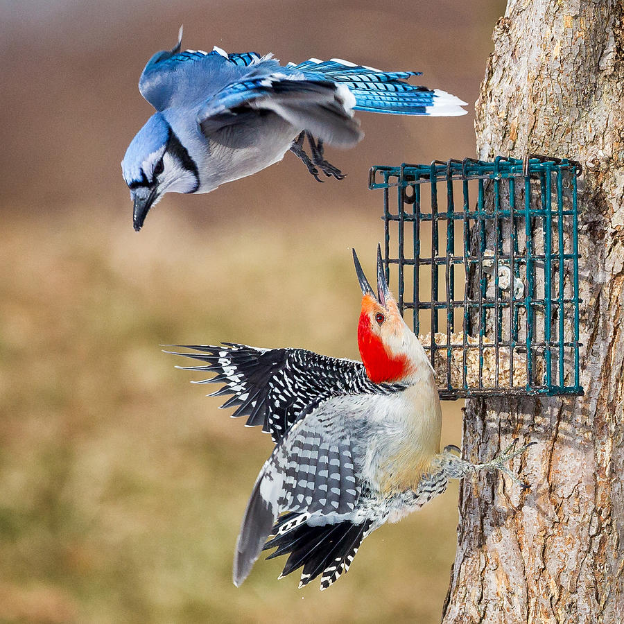 Woodpeckers And Blue Jays Square Photograph by Bill Wakeley