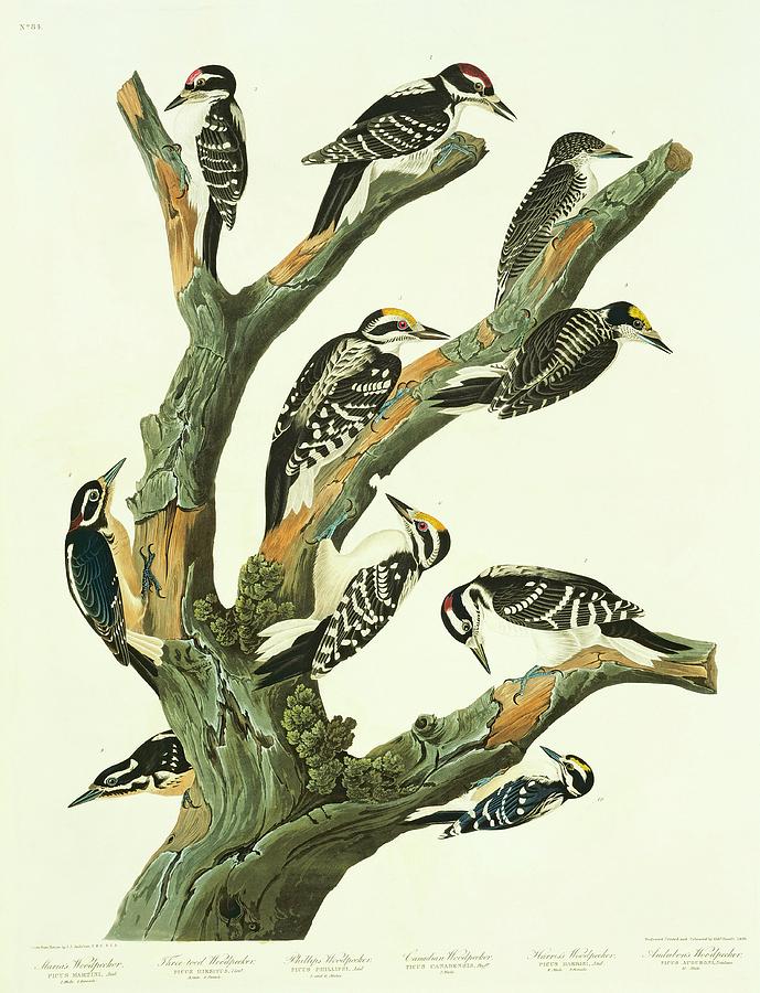 Woodpeckers Photograph by Natural History Museum, London/science Photo Library