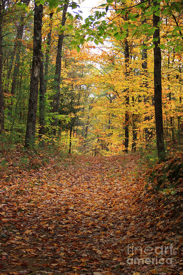 Fall Color Photograph - Woods 2 by Mike Mooney Fall Color Photograph - Woods 2 by Mike Mooney