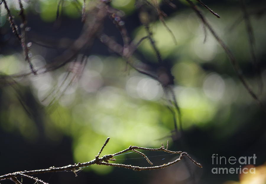 Nature Photograph - Woods abstract by MJG Products and photo gallery