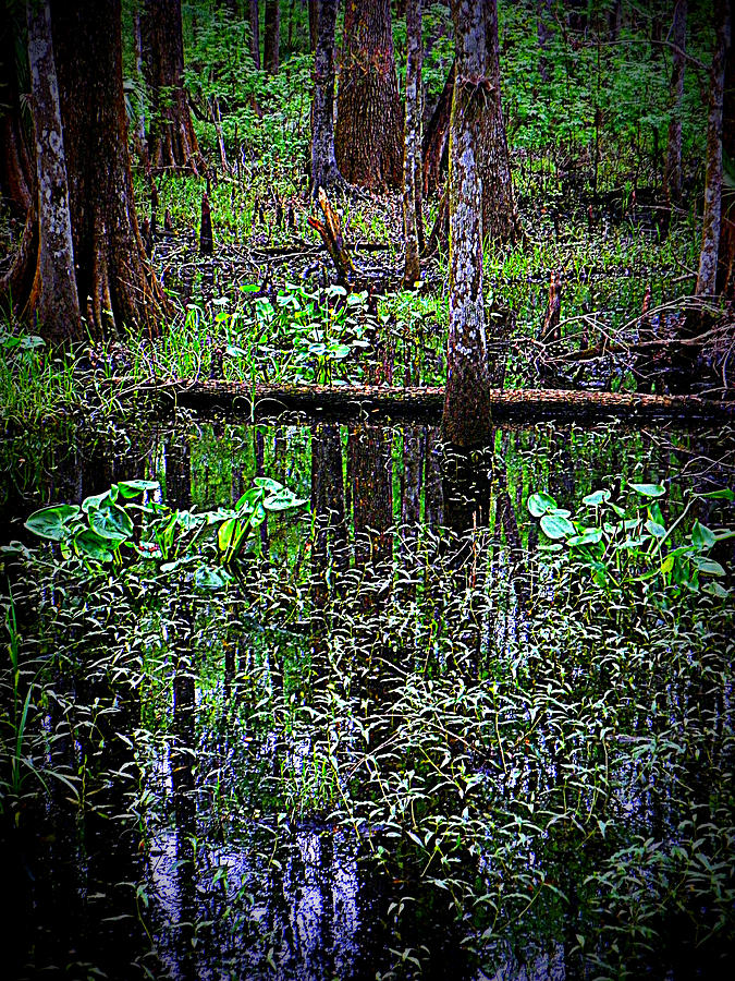 Nature Photograph - Woods and Lily Pads by Sheri McLeroy
