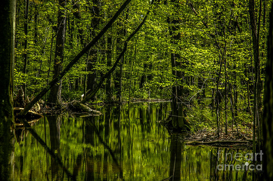 Woods and Reflection Photograph by Ronald Grogan