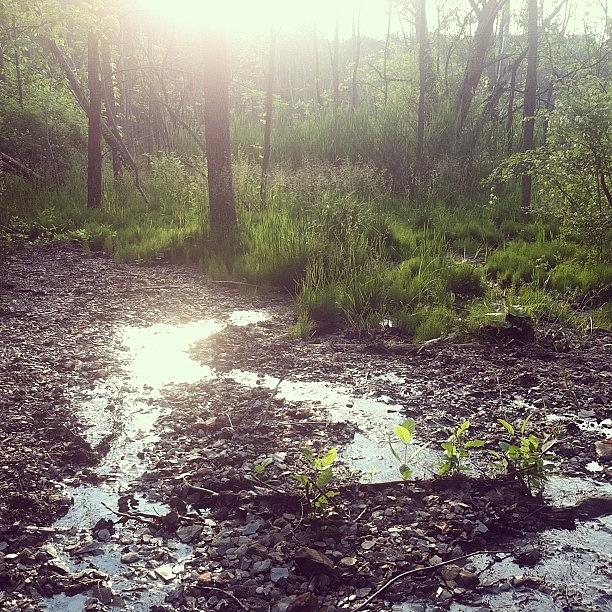 Summer Photograph - #woods #creek #water #sun #sunshine by Lauren C