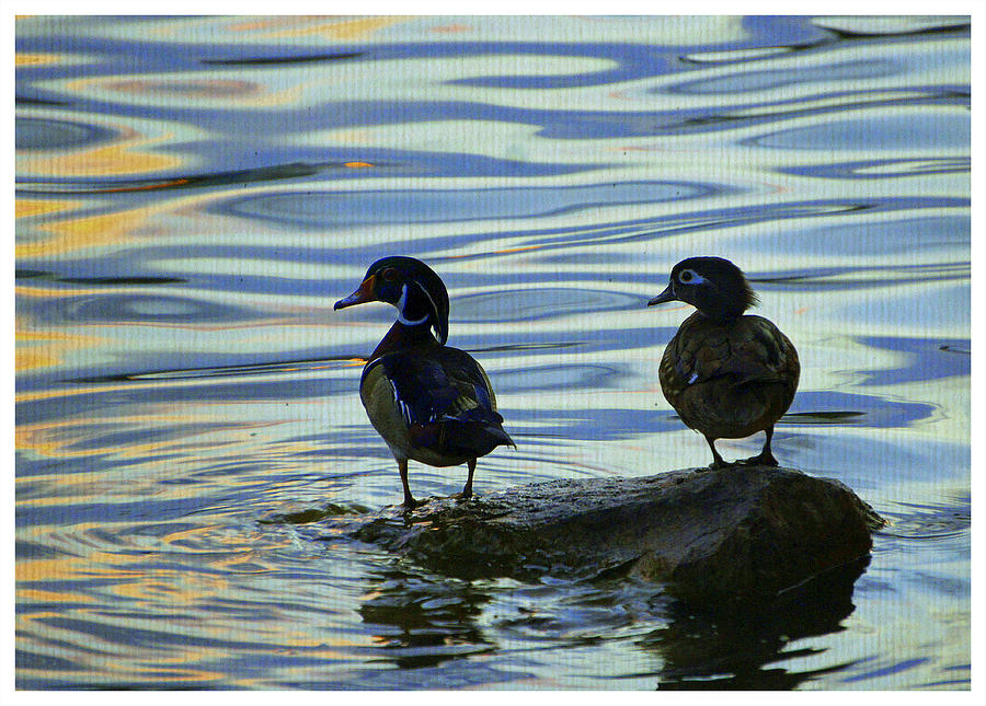Woods Ducks at Sunset Photograph by Laurie Perry