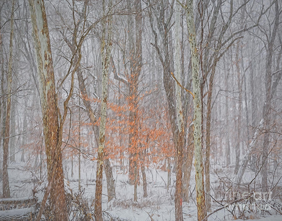 Woods in a snow Photograph by Izet Kapetanovic