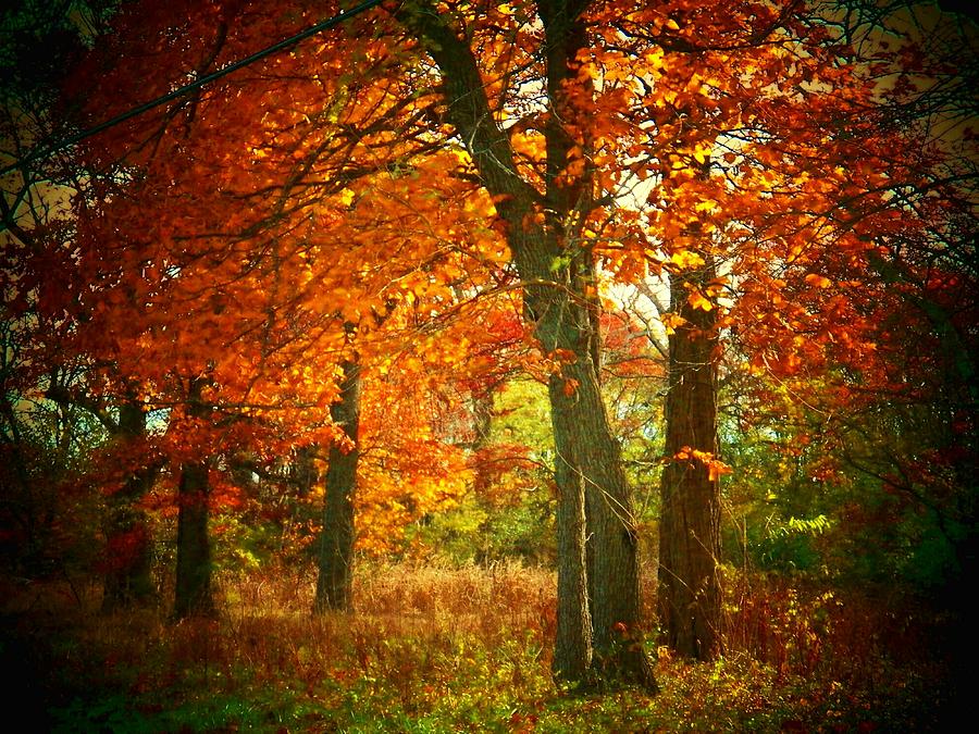 Woods in Autumn Photograph by Joyce Kimble Smith