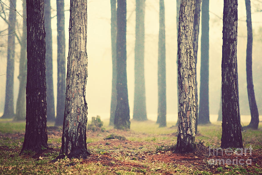 Tree Photograph - Woods by Katya Horner
