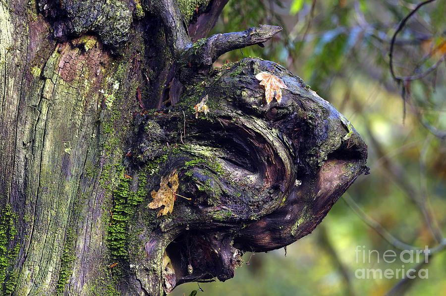 Tree Photograph - Woods Monster by Sharon Talson