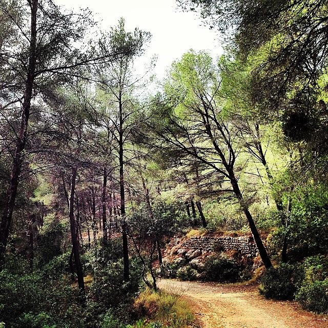 Nature Photograph - #woods #nature #mallorca #spain by Balearic Discovery