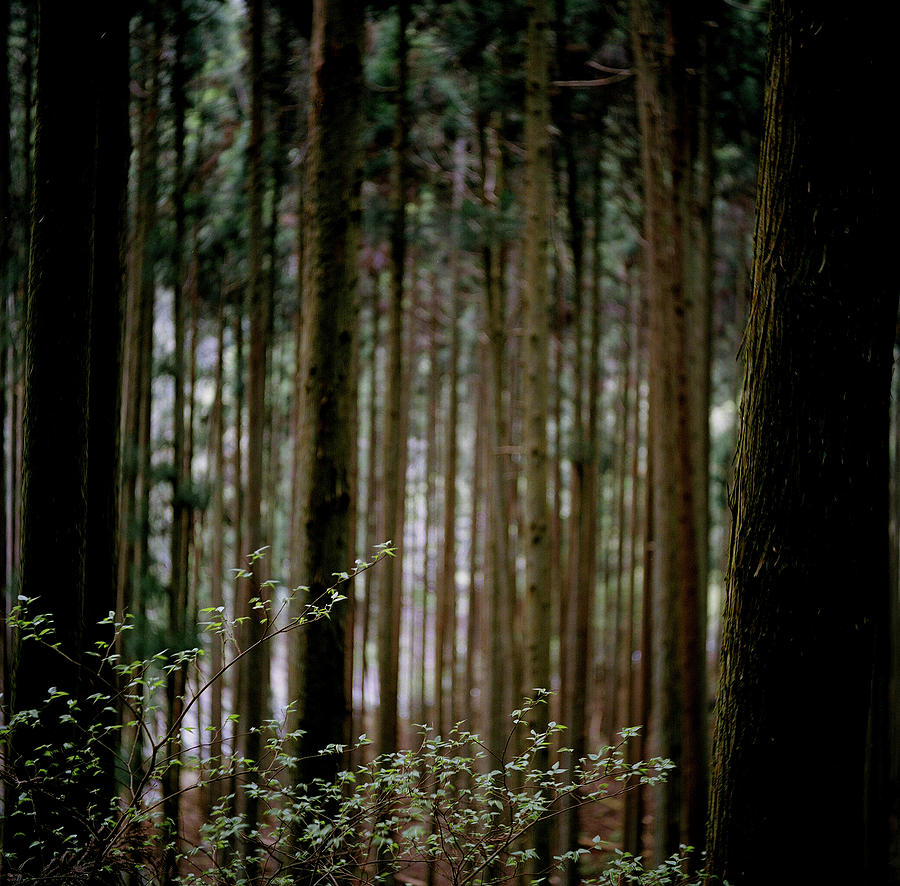 Woods Of The Kitayama Japan Cedar Photograph by Photographer, Loves Art, Lives In Kyoto