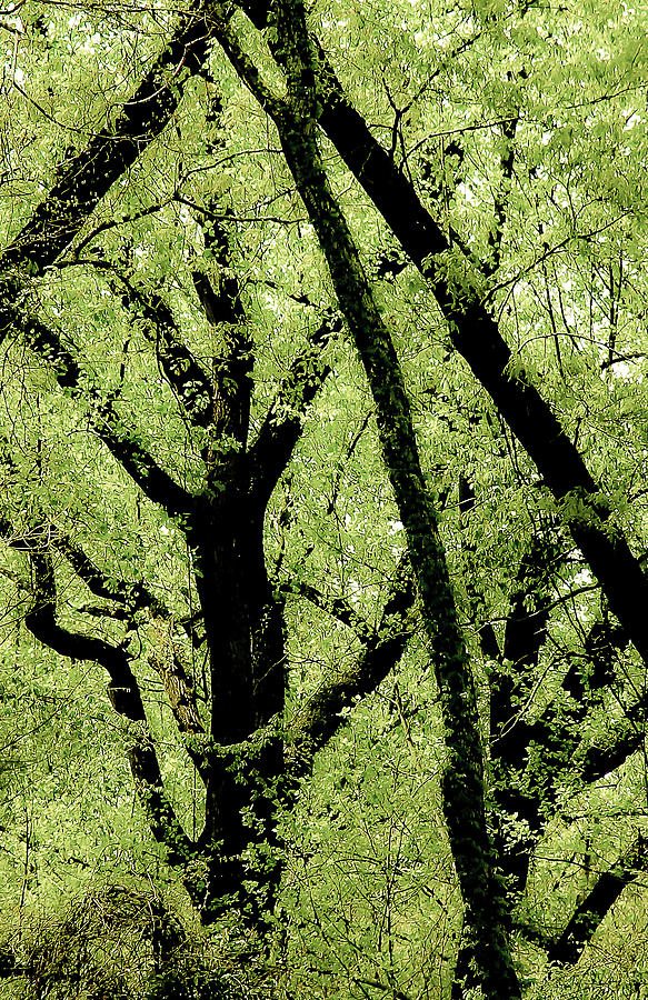 Abstract Photograph - Woods of Vicksburg II by Michael Nowotny