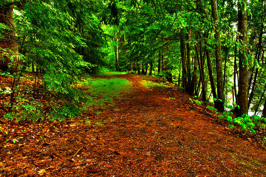 Maine Woods Path Photograph by Glenn Gordon