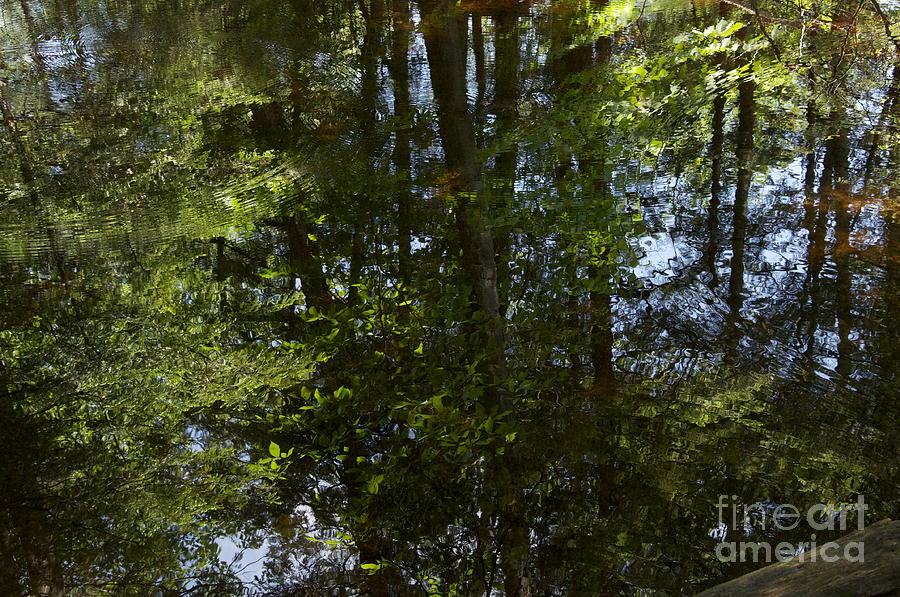 Nature Photograph - Woods Reflection by Mark Messenger