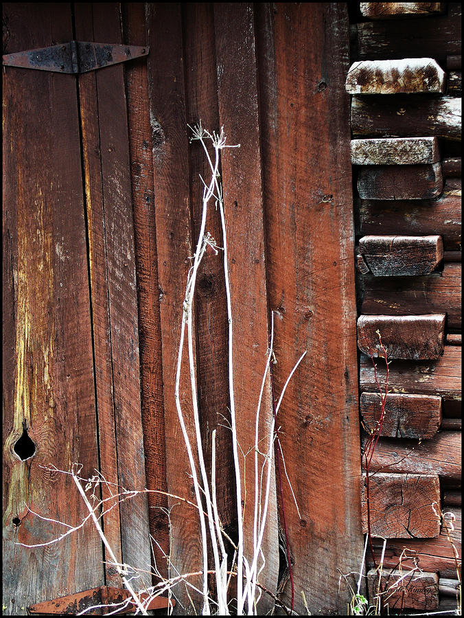 WoodShed Photograph by Susan Kinney