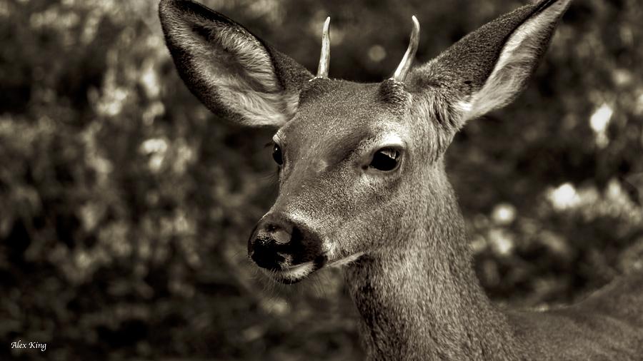 Woodside Deer Photograph by Alex King