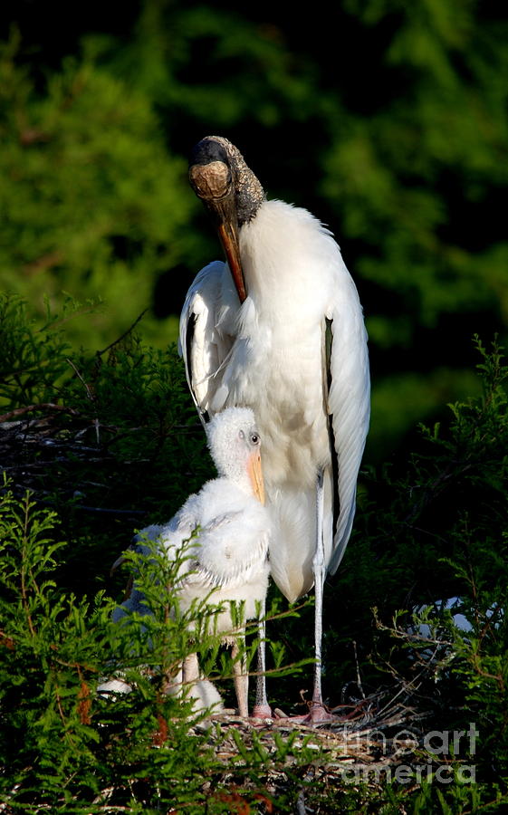 Woodstork and Chick No.4 Photograph by John Greco