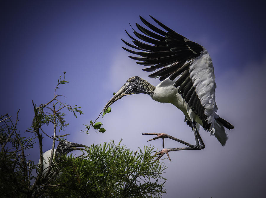 Woodstork Delicate Landing Photograph by Donald Brown