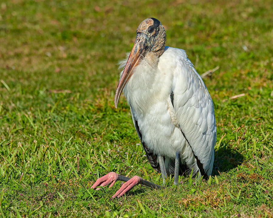 Woodstork Taking It Easy Photograph by John M Bailey - Fine Art America