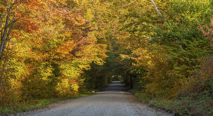 Woodsy Autumn Road Photograph by White Mountain Images
