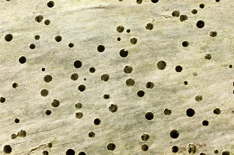 Woodworm Photograph - Woodworm Infested Timber by Dr Jeremy Burgess