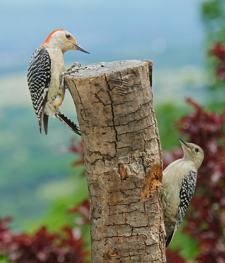 Woodpecker Photograph - Woody Mommy And Baby 2 by Lara Ellis