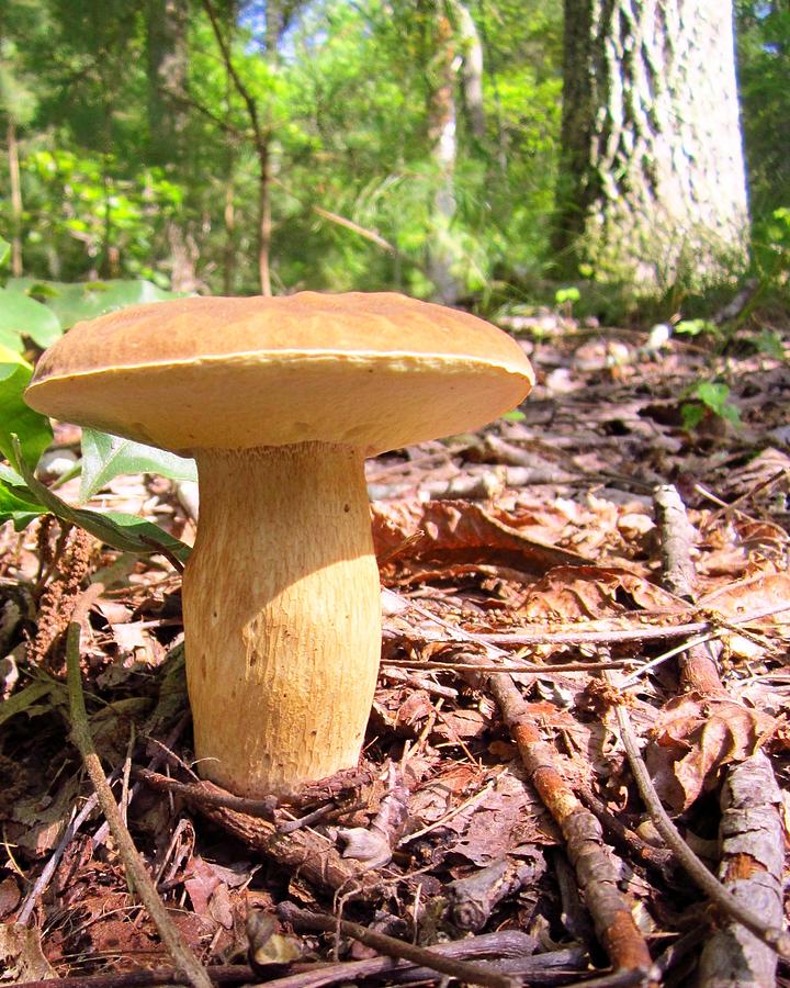 Woody Mushroom Photograph by Cynthia  Clark