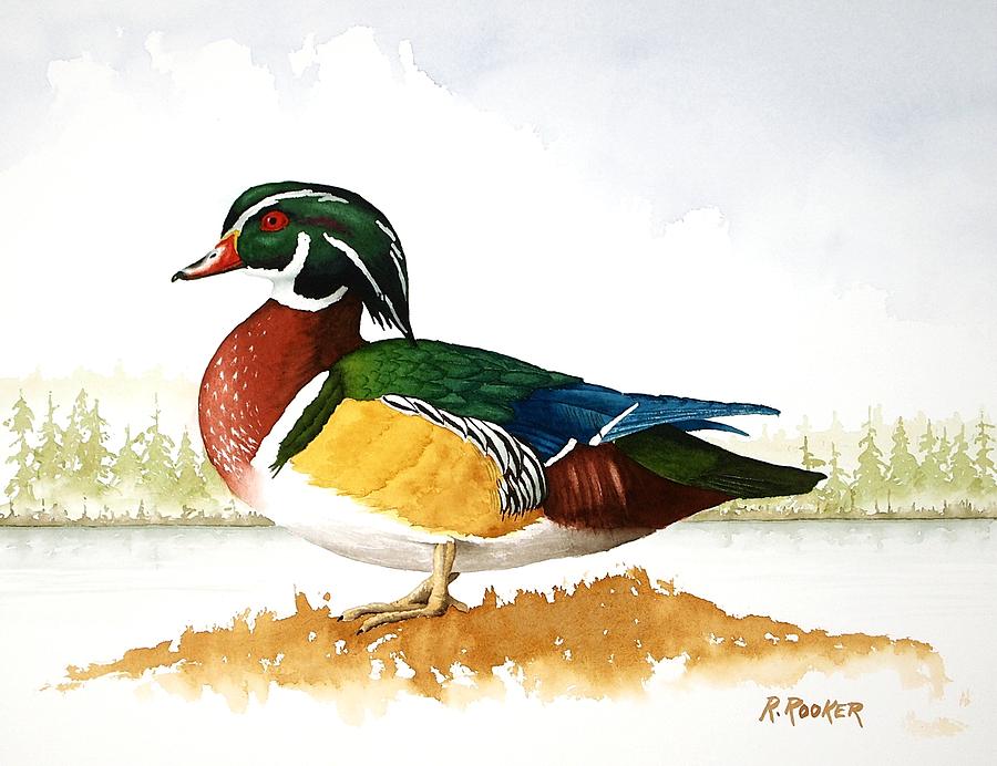 Duck Painting - Woody On The Lake by Richard Rooker