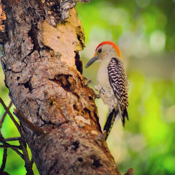 the woody pecker