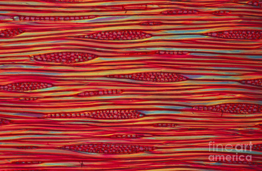 Woody Tissue Photograph by James M. Bell