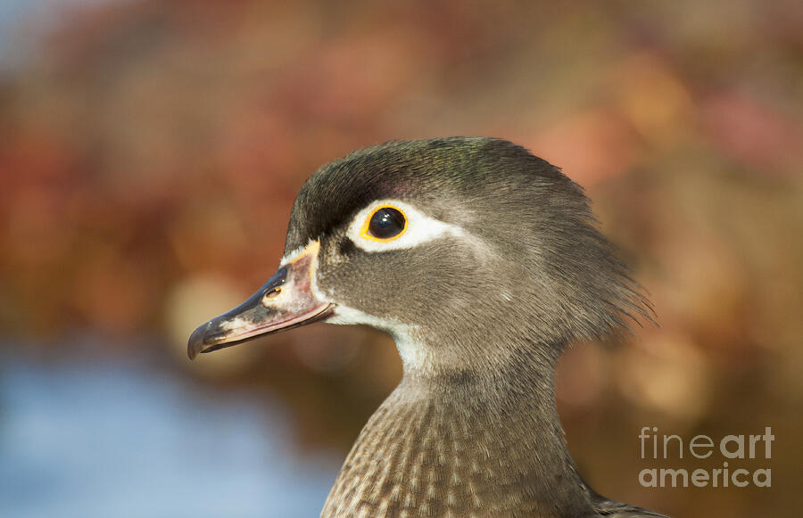 Wood Duck Female Portrait  Photograph by Ruth Jolly