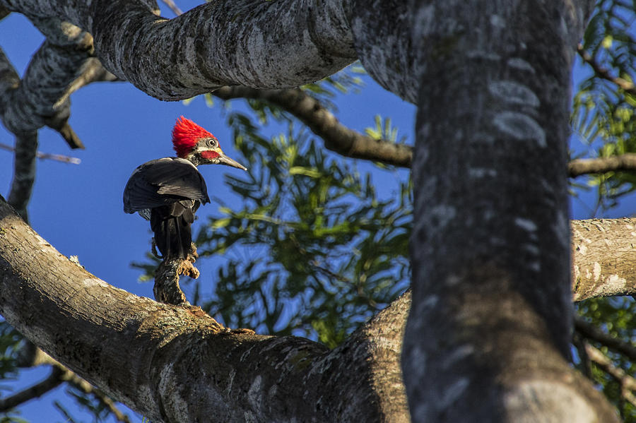 Woody Woodpecker Photograph by David Gleeson