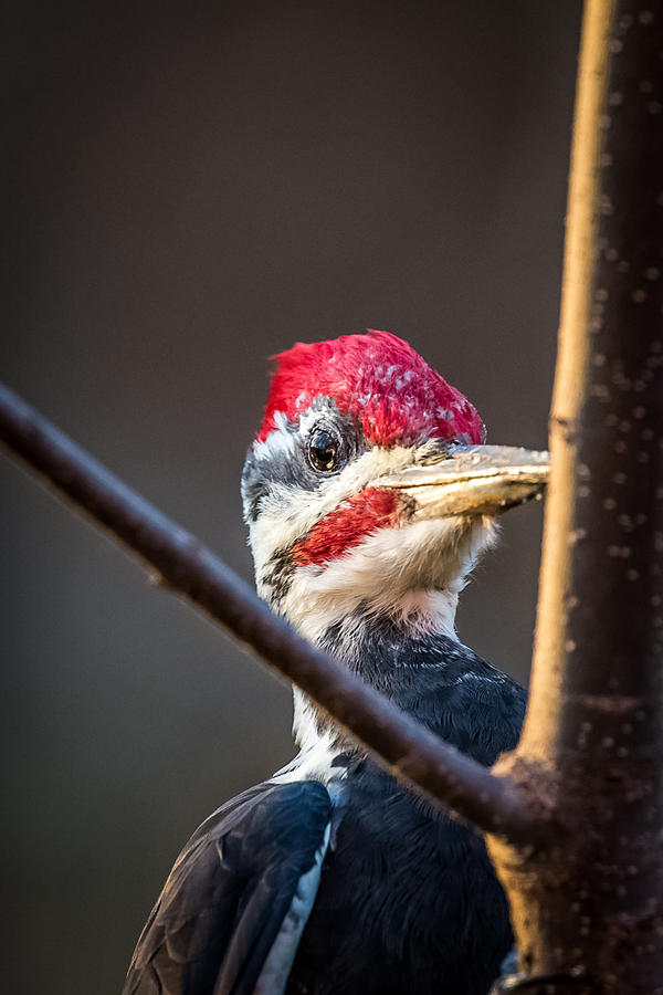 Woody Woodpecker Photograph by Paul Freidlund
