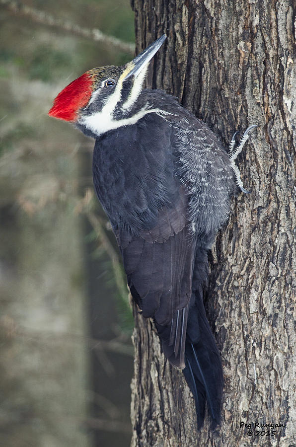 Woody Woodpecker Photograph by Peg Runyan