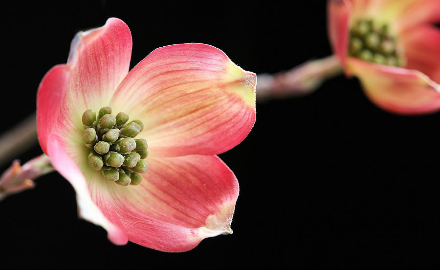 Woof Pink Dogwood Photograph by JC Findley