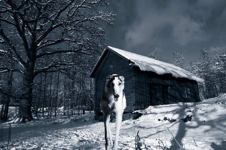Winter Photograph - Woolf Like Hound In Cold Winter Landscape by Christian Lagereek
