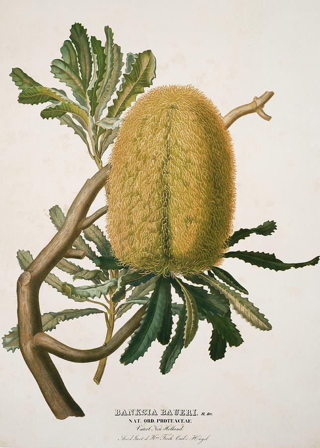 Woolly Banksia Photograph by Natural History Museum, London/science Photo Library