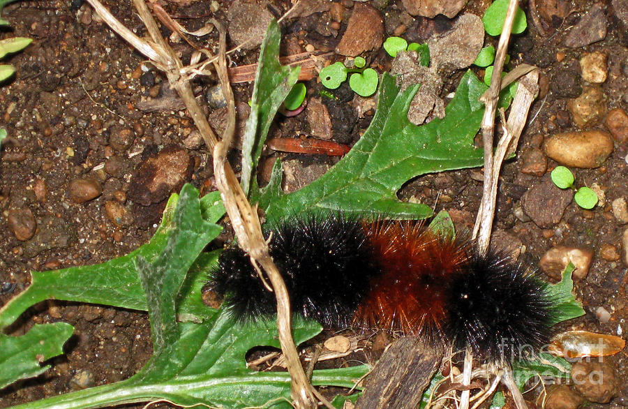 Woolly Bear Caterpillar Photograph by Ellen Miffitt